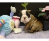 English Bulldog Pups, 